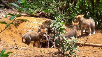 Nació camada de lobos grises,