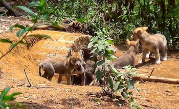 Las crías se encuentran saludables,