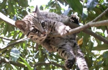 Los síntomas de gripe aviar