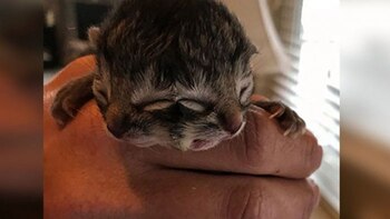 El veterinario Sergio Aguayo explicó