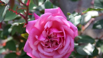 El Real Jardín Botánico-CSIC presenta el nuevo catálogo en línea de su rosaleda, que documenta 296 rosas de la colección