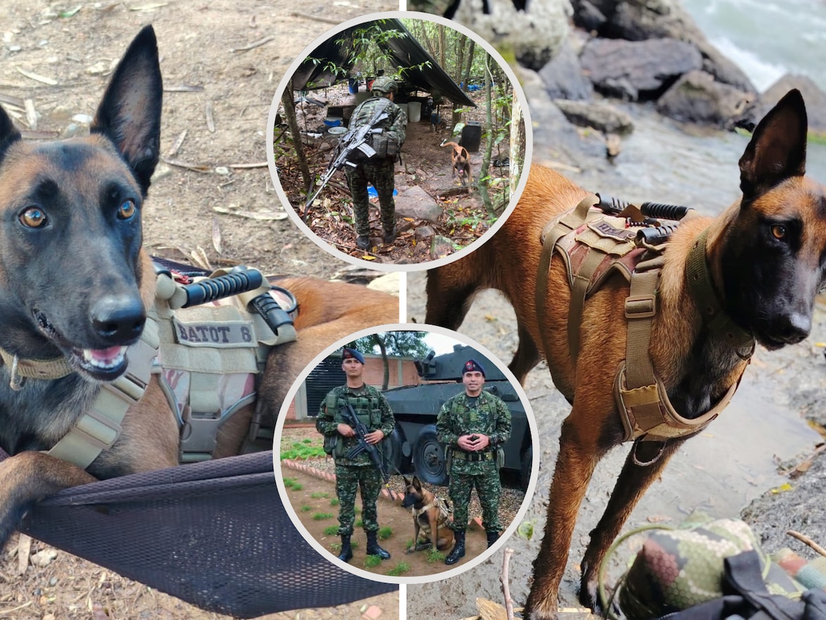 Hela 5, la pastor belga del Ejército Nacional que recorrió 28 kilómetros en el Catatumbo luego de un ataque del ELN: así fue el reencuentro con su guía - Infobae