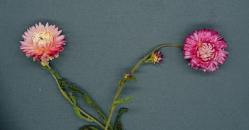 La buteína, una molécula prometedora