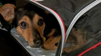 "El perro llegó al país