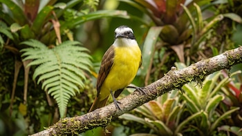 Un estudio estima que los ancestros de tordos y oropéndolas llegaron a Sudamérica hace 6,1 millones de años, antes de la unión terrestre de Panamá