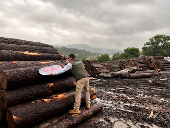 Profepa asegura madera en las
