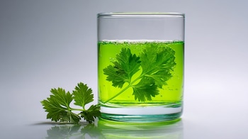 bebida herbal, cilantro en botella, innovación estudiantil, bebida verde, estilo minimal, empaque creativo, fondo liso, fotografía de producto, refresco orgánico, tendencia gourmet - (Imagen Ilustrativa Infobae)