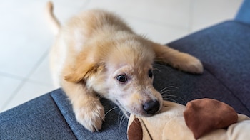 Un nuevo estudio revela que la clave no es la raza, sino el dueño y el entorno los factores que hacen que un perro te muerda