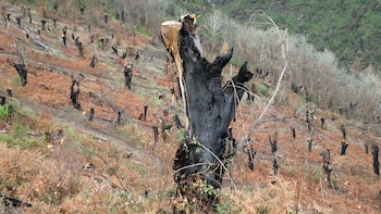 El calentamiento global y las