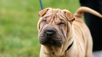 Imagen de un perro raza