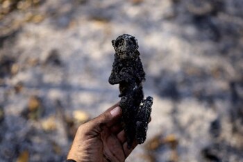 Vista de un mono quemado entre la vegetación calcinada (REUTERS/Ueslei Marcelino)