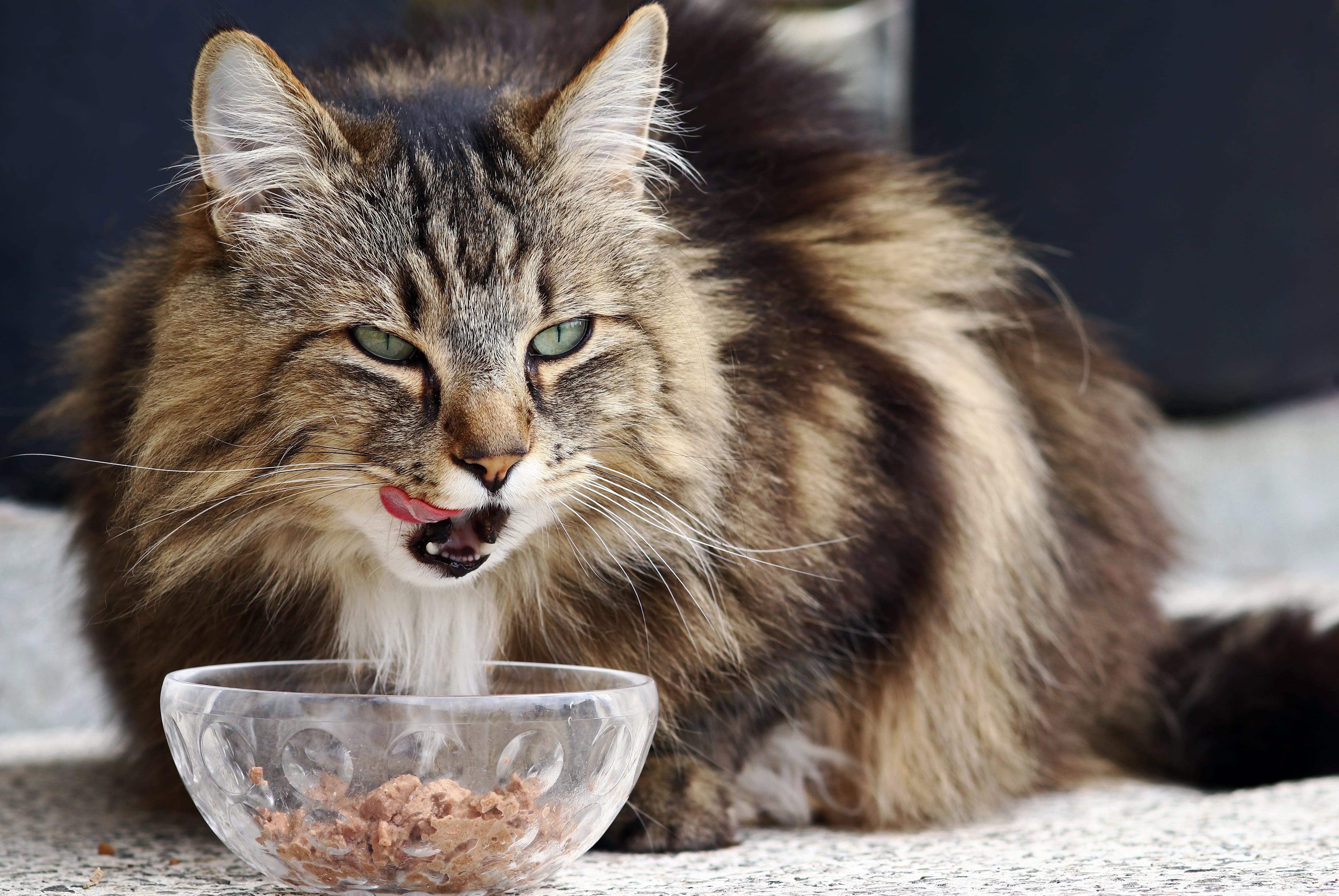 Un gato comiendo pienso. (AdobeStock)