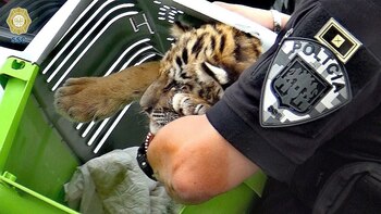 Detuvieron a un sujeto que