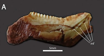 El hallazgo de un cráneo