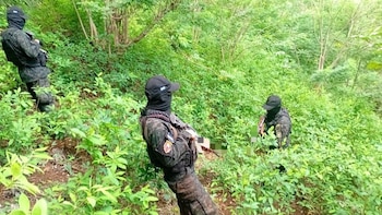 FFAA incautan 8,250 arbustos de presunta hoja de coca en Honduras