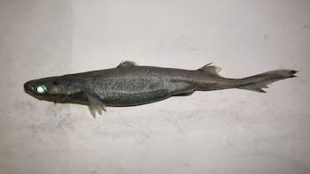 Etmopterus spinax