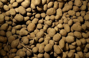 A diferencia de lo que