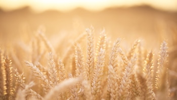 (Crédito: Getty Images)