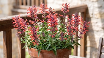 Planta de Agastache mexicana en maceta de terracota con flores rojizas y púrpuras y hojas verdes, sobre un balcón con barandilla de madera.