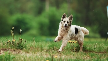 Los animales también sufren en