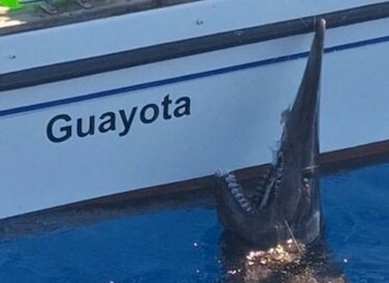 El ejemplar de tiburón duende