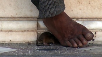 Una característica es que entre