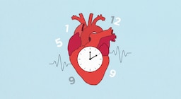 Cuántos latidos por minuto indican un corazón saludable en reposo y qué puede alterar ese valor