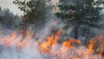 Incendios forestales: se controlaron dos