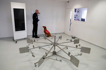 El adiestramiento en la detección