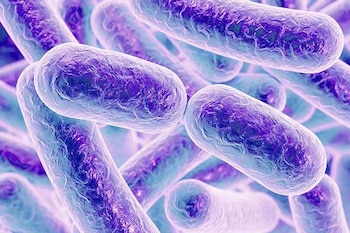 Encontraron que bacterias lácticas, en