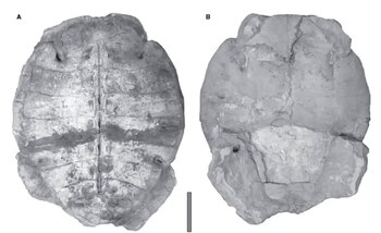 Descubren en Siria la tortuga marina fósil más antigua de su grupo