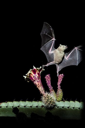 Los murciélagos son los controladores