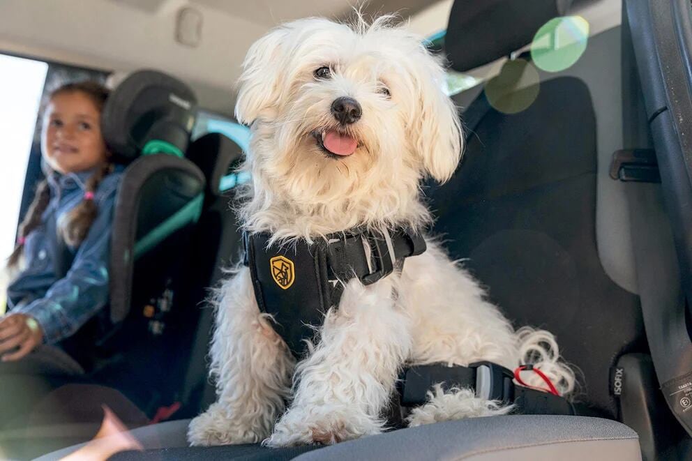 Un perro viajando en coche (DGT)