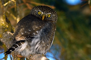 La morfología de este animal