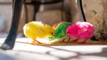 Estos animales está expuestos a