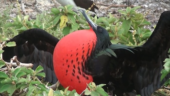 Por qué la fragata exhibe uno de los cortejos más llamativos del reino animal