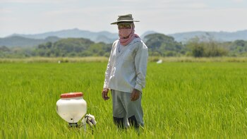 Ministry of Agriculture reported that