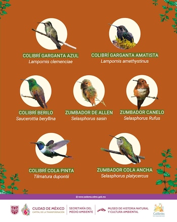 Especies de colibríes en CDMX.