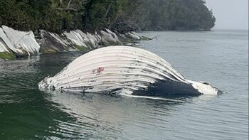 Alarma en Chile por dos