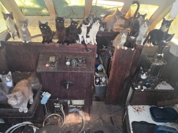 Vista interior de la cabina de un velero con numerosos gatos de diferentes colores, incluyendo negro, gris, blanco y atigrado, distribuidos por las superficies