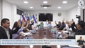 El Salvador avanza con la Alianza Internacional de Grandes Felinos: dictamen favorable, gestión de Cancillería y una fecha clave tras el depósito legal.