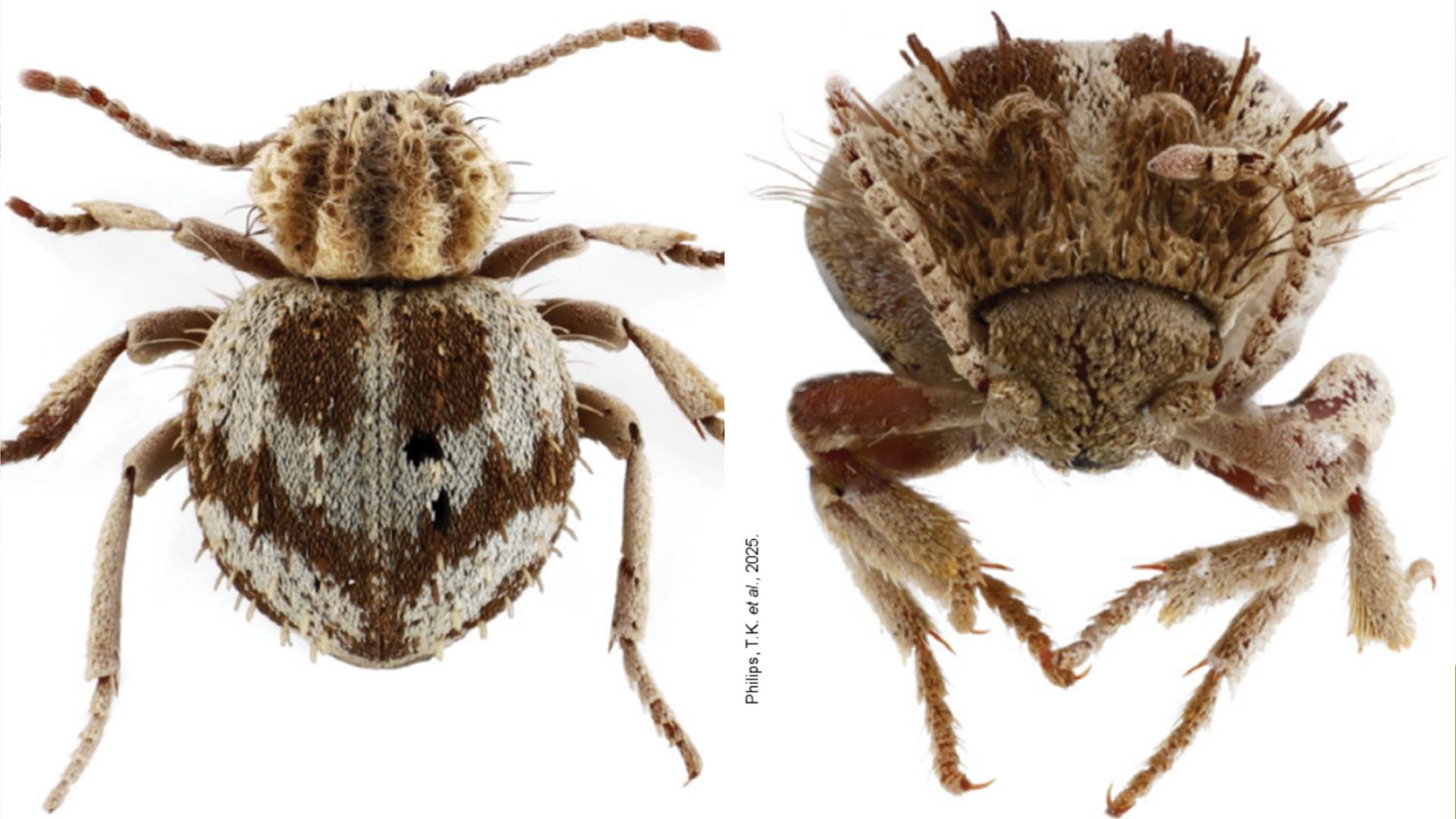 El hallazgo del escarabajo araña Trigonogenius jocelynae en la Reserva Nacional San Fernando amplía el conocimiento sobre la biodiversidad costera de Perú. (Philips, T.K.)