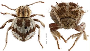 “Escarabajos araña”: una especie desconocida es descubierta por investigadores en la región Ica