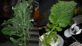 Dos hojas de vegetales verdes, una espinosa e irregular, y otra arrugada, con un tallo y un sensor blanco y metálico en la parte inferior derecha