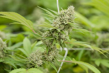 El tetrahidrocannabinol o también conocido