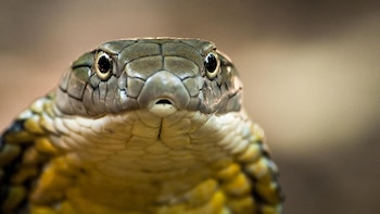 Descubren más de 16.000 especies