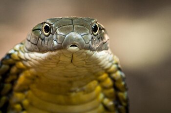 La cobra real Western Ghats