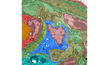 El hallazgo muestra que células inmunitarias pueden funcionar como sensores de campos magnéticos, modificando la comprensión de la orientación animal Crédito: Lisowski et al. (2026) Science