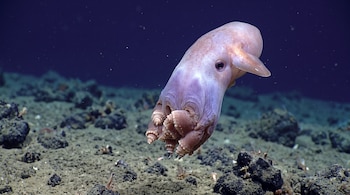 Un pulpo rosado de aletas laterales flota sobre un fondo de arena y pequeñas rocas en aguas profundas.