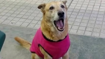 Un hombre fue imputado por maltrato animal tras darle un golpe en la cabeza y matar a una perra en Córdoba